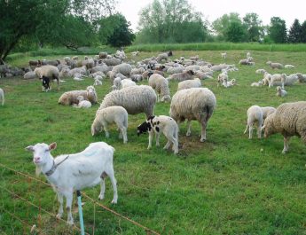 DSVSA Olt: Carantină națională pentru 30 de zile. Toate mișcările de ovine și caprine sunt suspendate