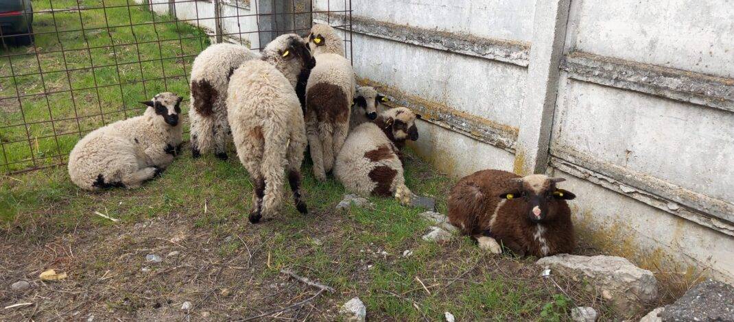 Centre temporare pentru sacrificarea mieilor, la Târgul din Osica de Sus și în Piața Balș