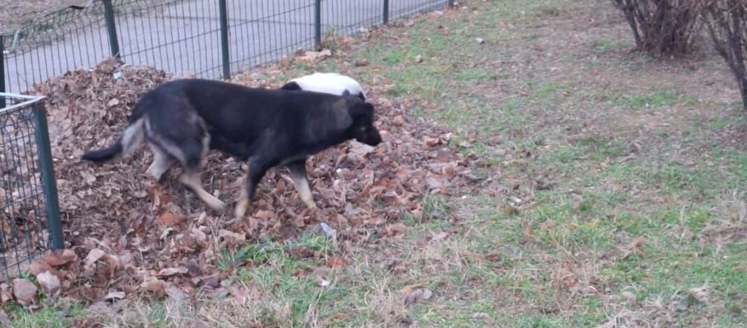 80 de oi, ucise de câinii fără stăpân, în Slatina