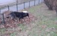80 de oi, ucise de câinii fără stăpân, în Slatina