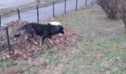 80 de oi, ucise de câinii fără stăpân, în Slatina