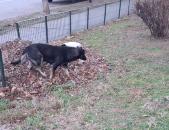 80 de oi, ucise de câinii fără stăpân, în Slatina