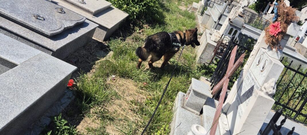 Deținutul evadat de la Penitenciarul Craiova a fost împușcat mortal de către polițiști, după ce a fost descoperit pe un câmp