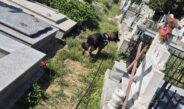 Deținutul evadat de la Penitenciarul Craiova a fost împușcat mortal de către polițiști, după ce a fost descoperit pe un câmp