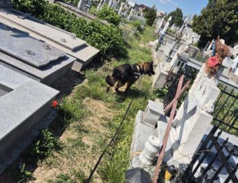 Deținutul evadat de la Penitenciarul Craiova a fost împușcat mortal de către polițiști, după ce a fost descoperit pe un câmp